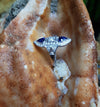 SJ6083 - Blue Sapphire with Diamond Ring Set in 18 Karat White Gold Settings