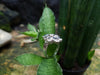SJ1846 - Diamond with Blue Sapphire Ring Set in 18 Karat White Gold Settings