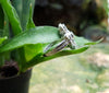 SJ1846 - Diamond with Blue Sapphire Ring Set in 18 Karat White Gold Settings