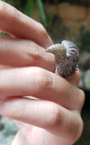 SJ1276 - Brown Diamond, Yellow Diamond, Diamond and Eagle Ring in 18K White Gold