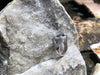 SJ1469 - Blue Sapphire with Diamond Ring Set in 18 Karat White Gold Settings
