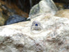 SJ6080 - Blue Sapphire with Diamond Ring Set in 18 Karat White Gold Settings