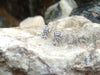SJ2126 - Garnet, Tanzanite with Diamond Earring Set in 18 Karat White Gold