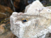 SJ2226 - Blue Sapphire with Diamond Ring Set in 18 Karat Gold Settings