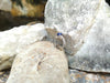 SJ1826 - Blue Sapphire with Diamond Ring Set in 18 Karat White Gold Settings