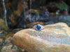 SJ6085 - Blue Sapphire with Diamond Ring Set in 18 Karat White Gold Settings