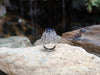 SJ1866 - Blue Sapphire with Diamond Ring Set in 18 Karat White Gold Settings