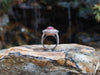 SJ6135 - GIA Certified Unheated 4 Cts Pink Sapphire with Diamond Ring in 18Kt White Gold