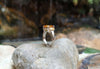 SJ1867 - Yellow Sapphire Ring Set in Platinum 950 Settings