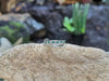 SJ1786 - Emerald with Diamond Ring Set in 18 Karat White Gold Settings