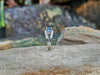 SJ6082 - Blue Sapphire with Diamond Ring Set in 18 Karat White Gold Settings