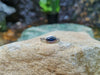 SJ1432 - Blue Sapphire 0.94 Carat with Diamond 0.18 Carat Ring Set in 18 Karat White Gold