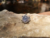 SJ1855 - Blue Star Sapphire with Diamond and Black Diamond Ring in 18 Karat White Gold
