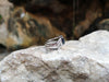 SJ1686 - Unheated Blue Sapphire and Diamond Kavant & Sharart Ring in 18K White Gold