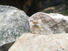 SJ1728 - Ruby and Diamond Ring set in 18 Karat Gold Settings