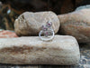 SJ1726 - Pink Sapphire with Diamond Ring Set in 18 Karat White Gold Settings
