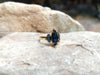 SJ2426 - Blue Sapphire Ring Set in 18 Karat Gold Settings