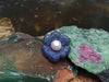 SJ1586 - South Sea Pearl with Blue Sapphire Brooch/Pendant Set in 18 Karat White Gold